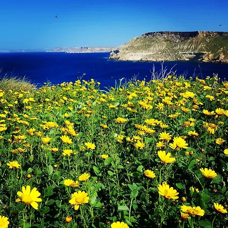 Sunshine Court 4 * Buġibba